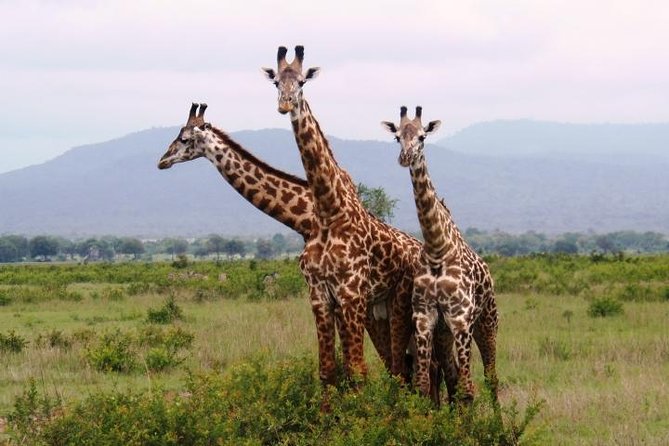 Dar Es Salaam: Mikumi Ulusal Parkında Gecelik Safari